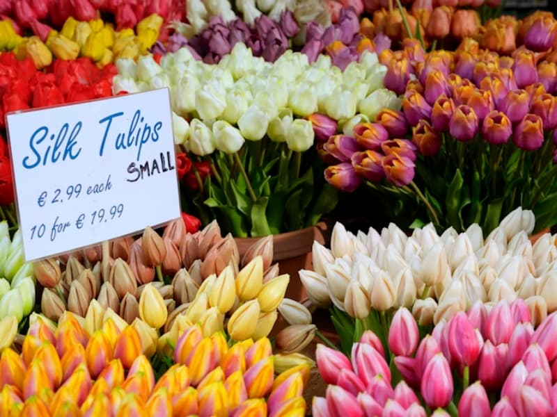 Tulipány v Amsterdame