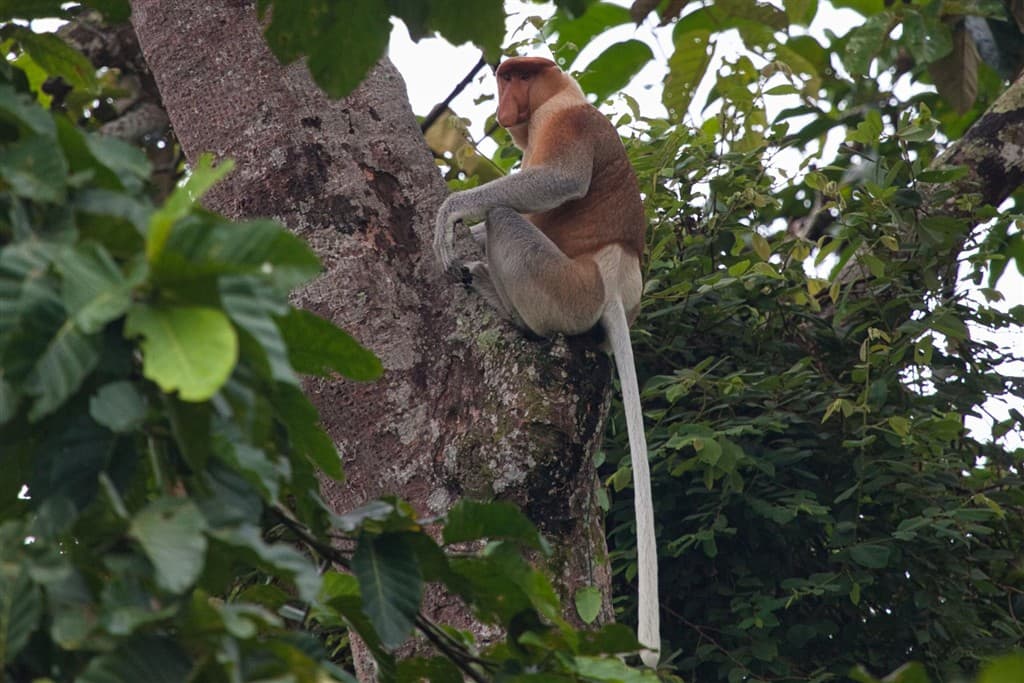 Malajzia, Borneo, Brunej - Ázijské safari