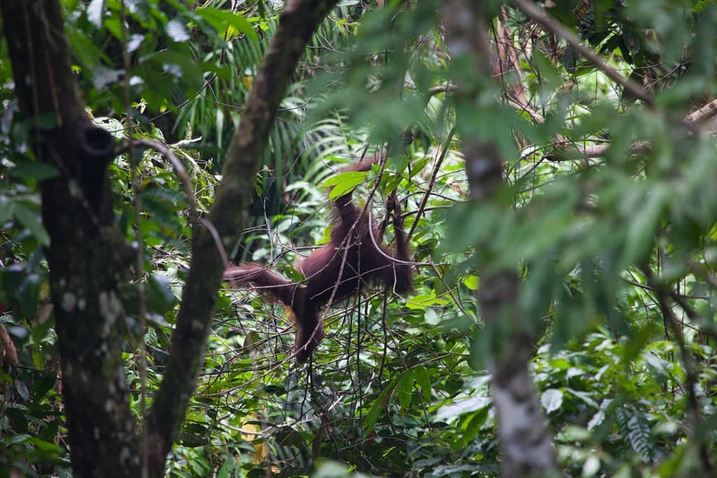 Malajzia, Borneo, Brunej - Ázijské safari