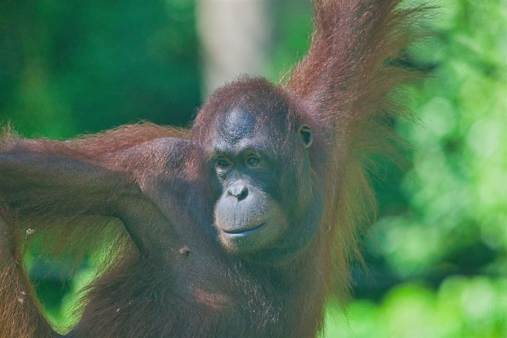 Malajzia, Borneo, Brunej - Ázijské safari