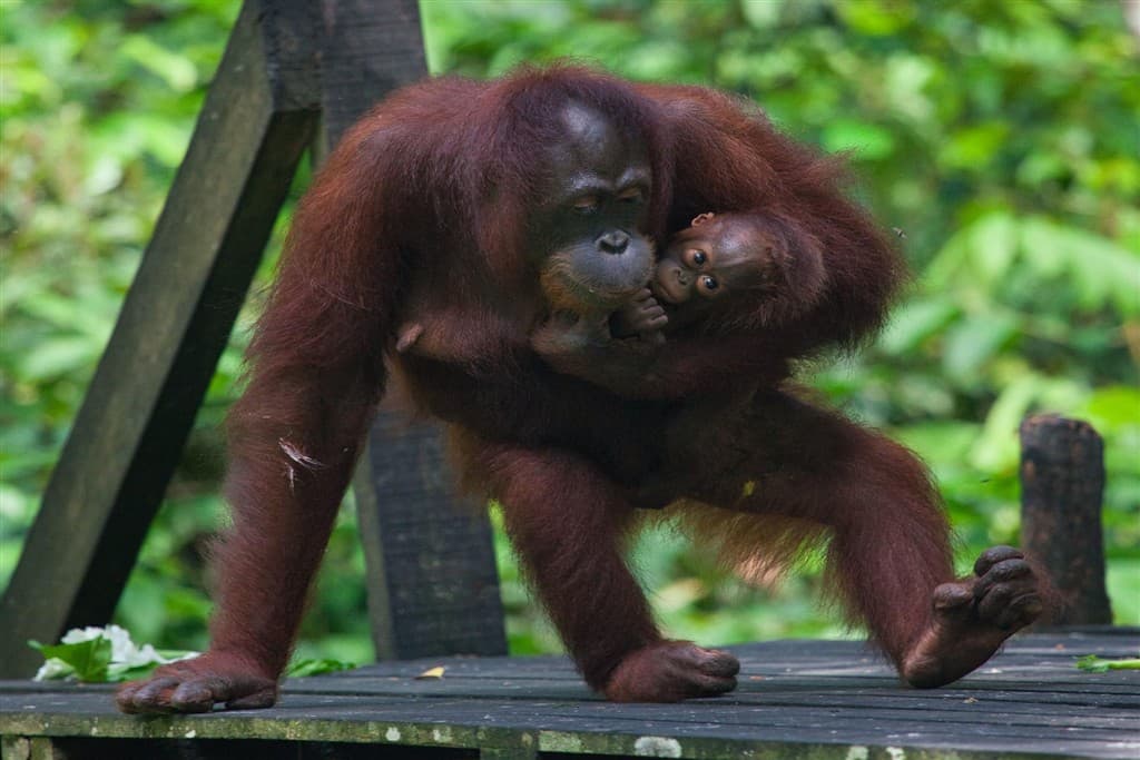 Malajzia, Borneo, Brunej - Ázijské safari