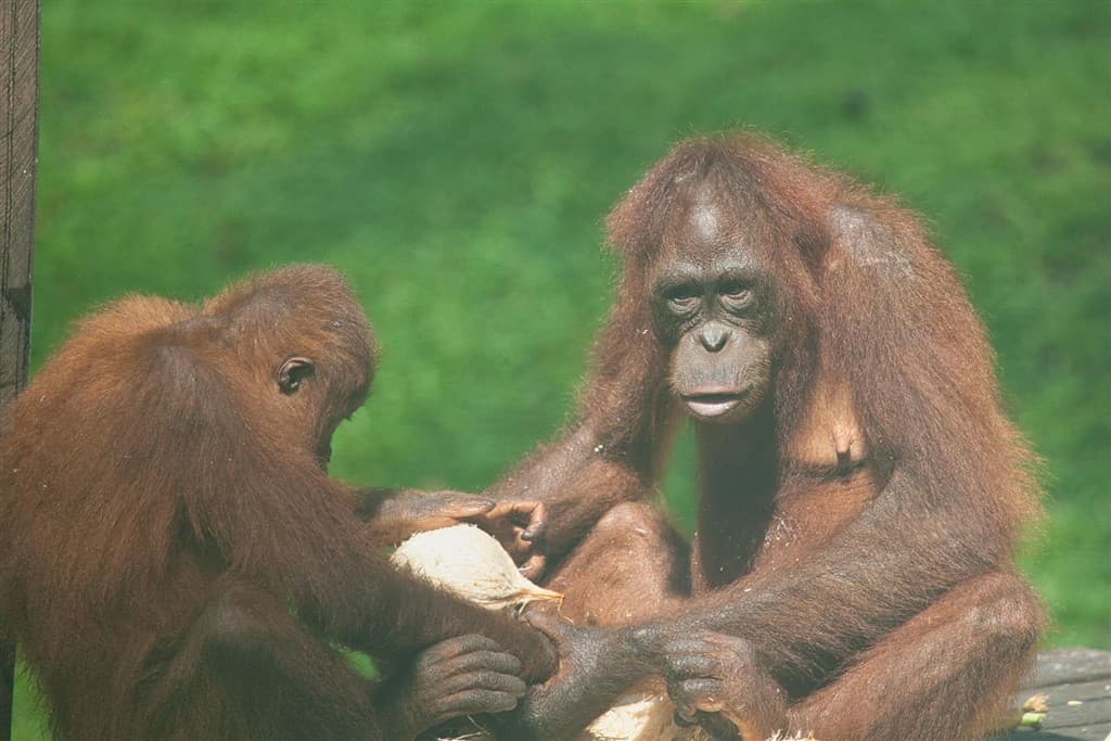 Malajzia, Borneo, Brunej - Ázijské safari