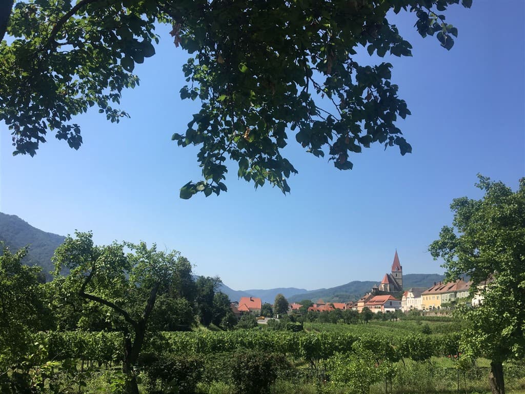 Vínna plavba