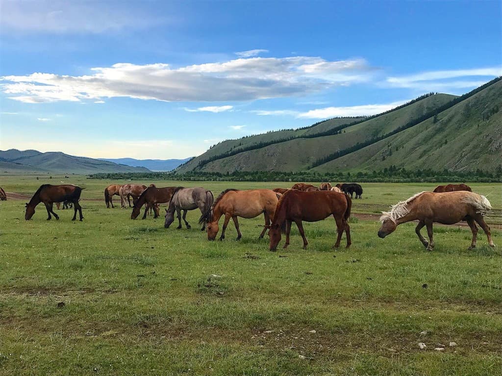 Mongolsko