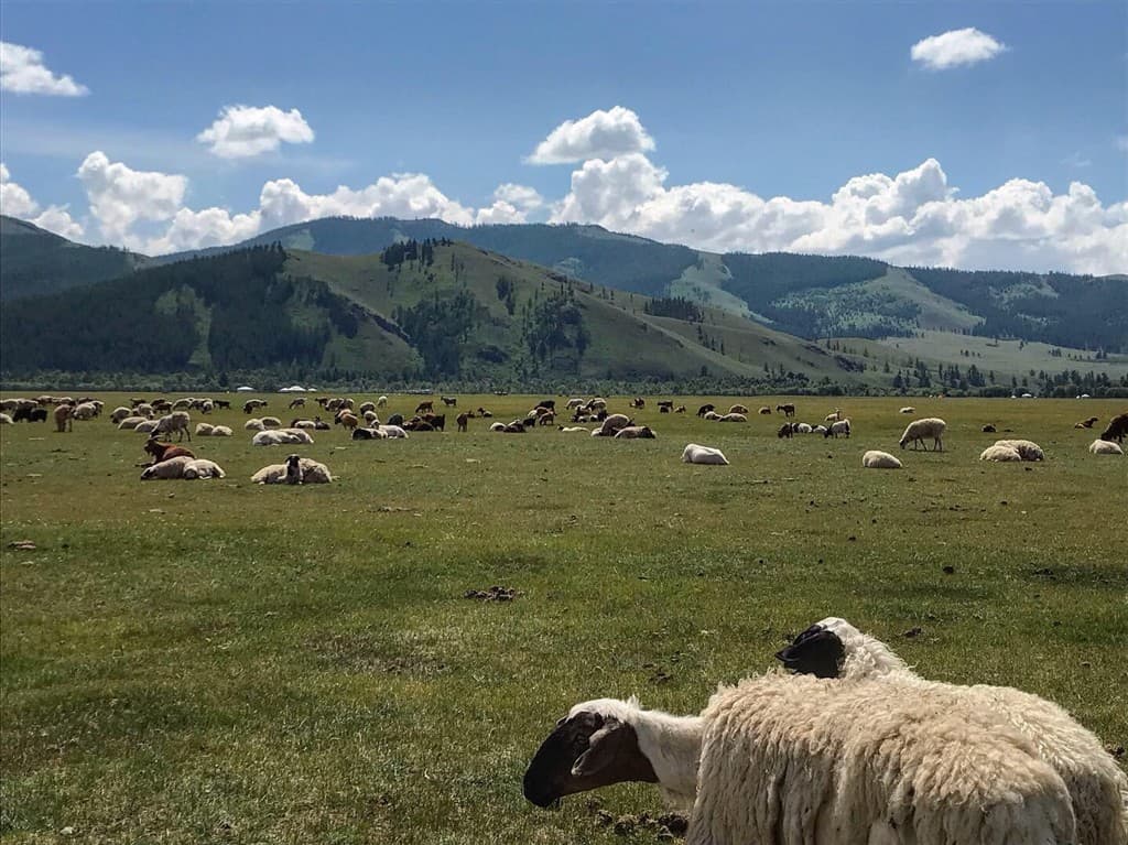 Mongolsko