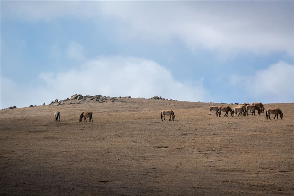 Mongolsko