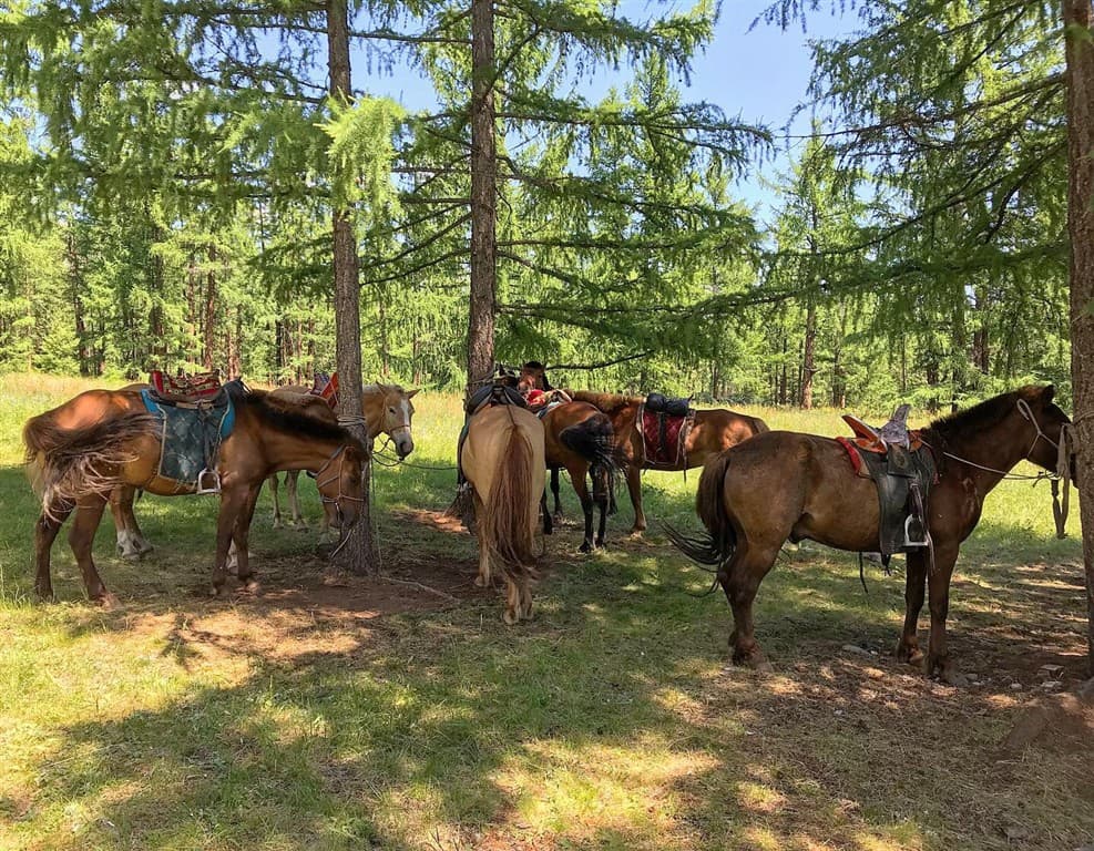 Mongolsko