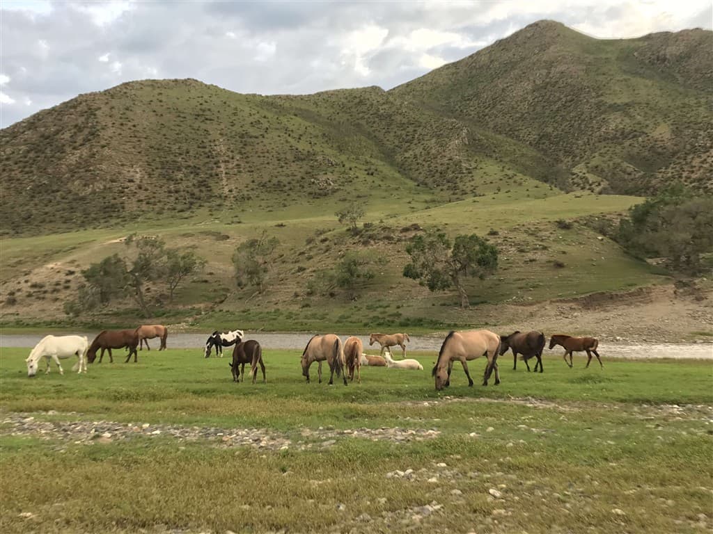 Mongolsko