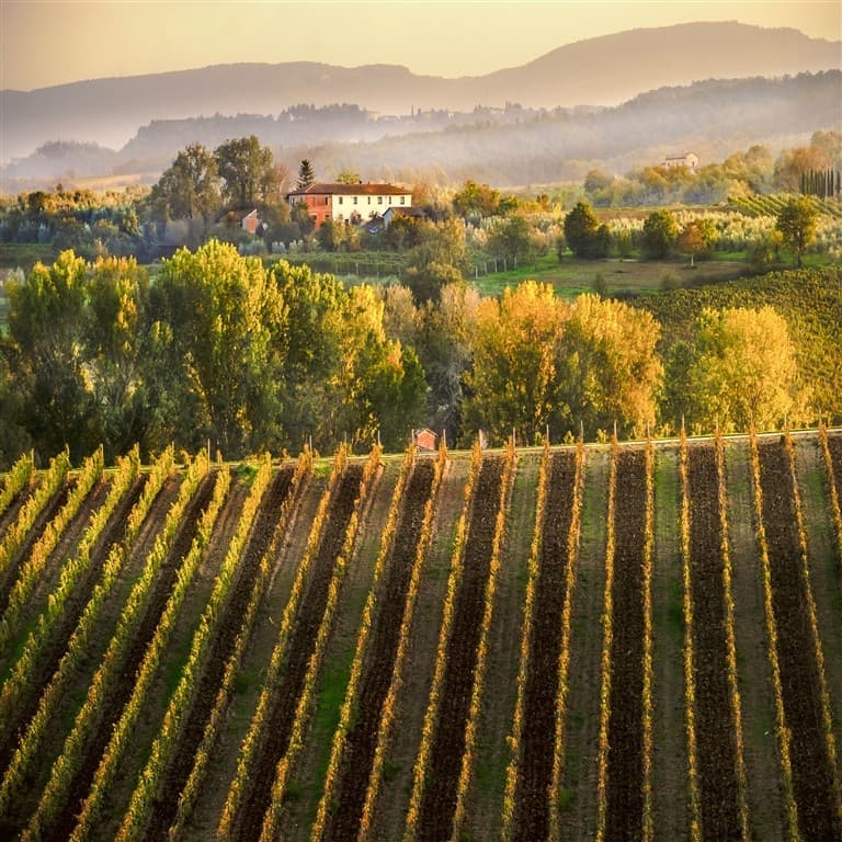 vinne pole
