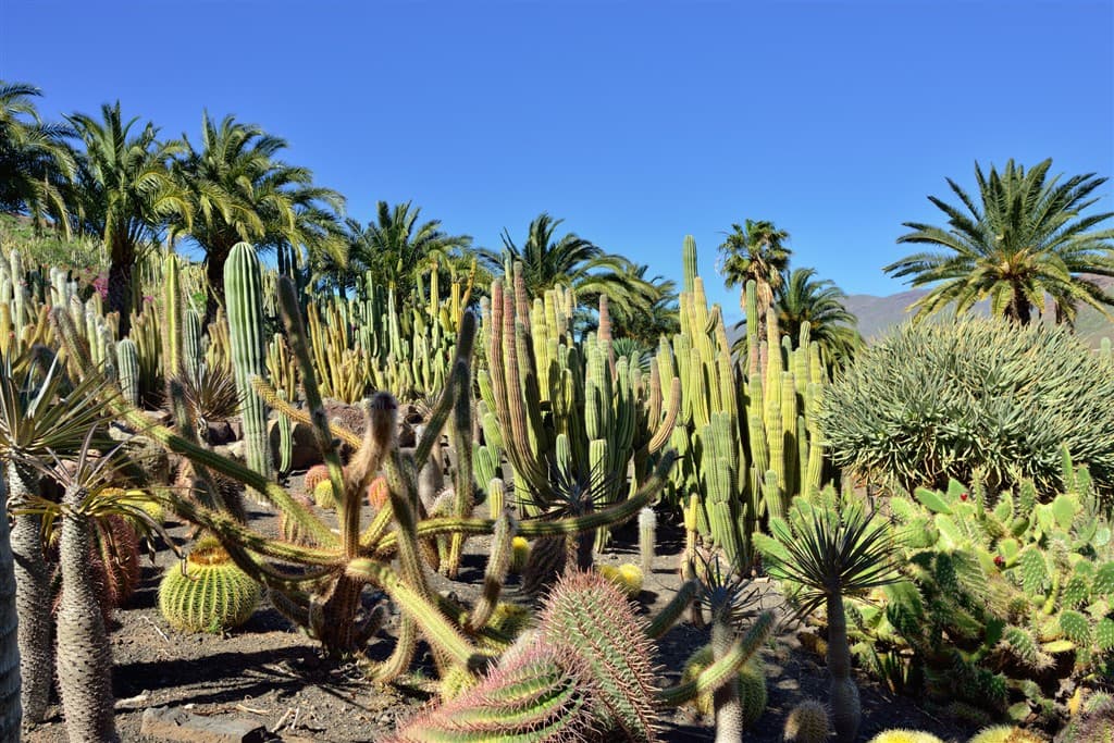 Gran Canaria - ostrovná harmónia a dobrodružstvo