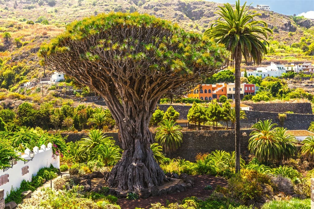 Tenerife - Klenot Kanárskych ostrovov