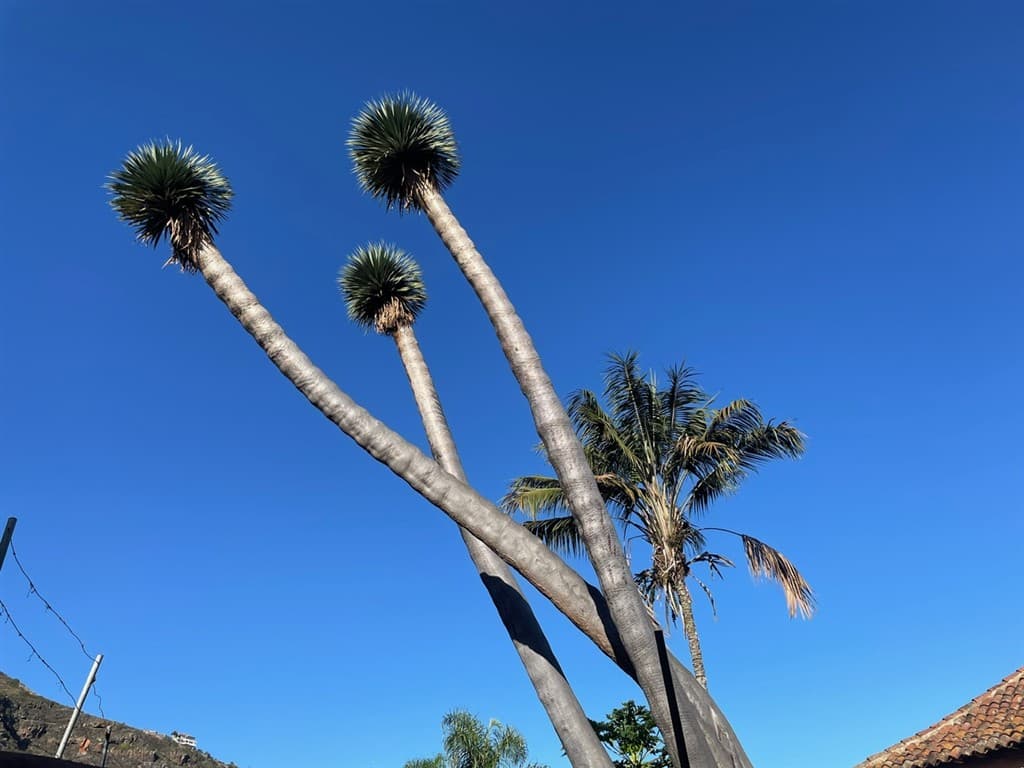 To najlepšie z Tenerife - zelený sever a slnečný juh
