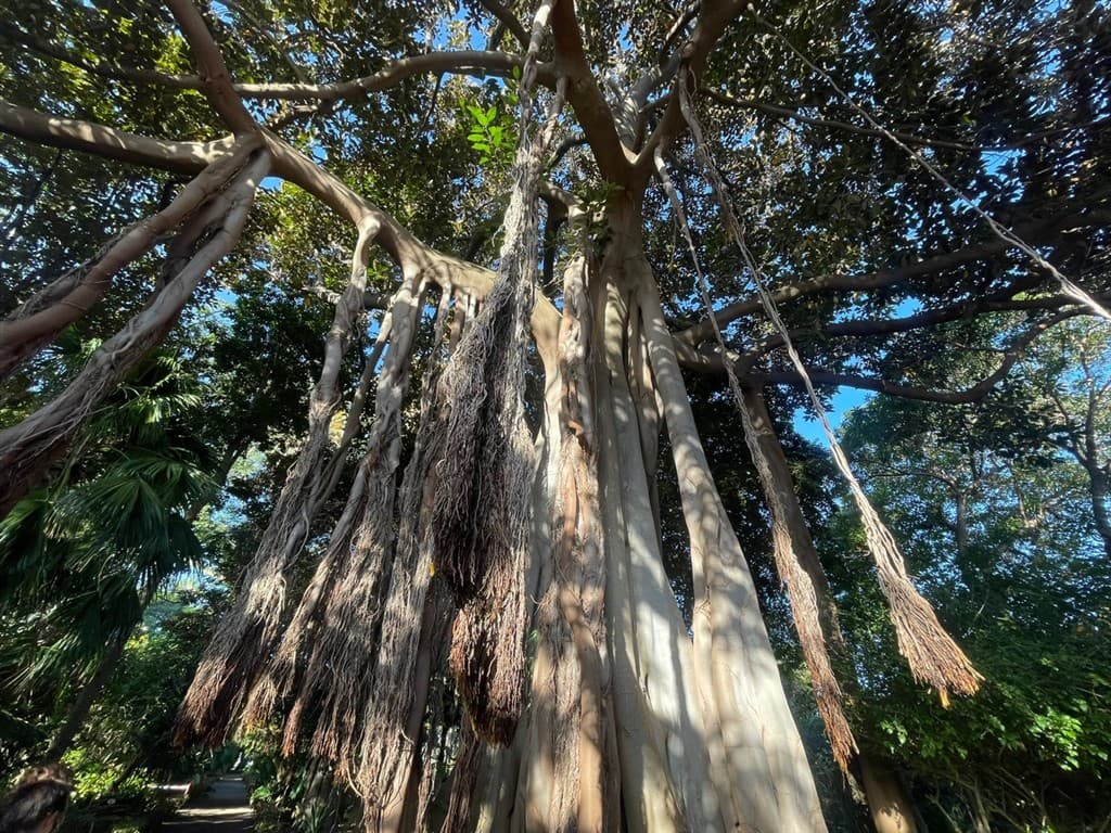 To najlepšie z Tenerife - zelený sever a slnečný juh
