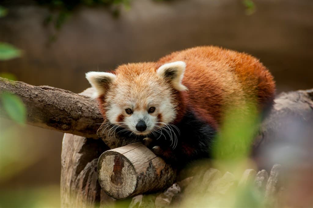 Malý medvedík v ZOO.