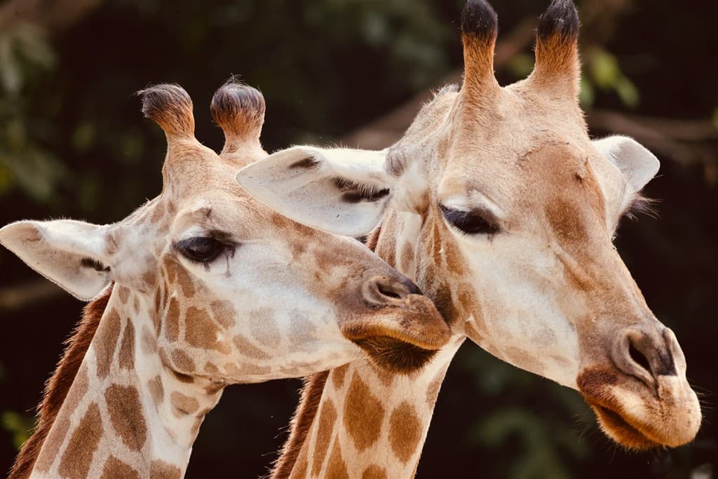 Žirafy v ZOO.