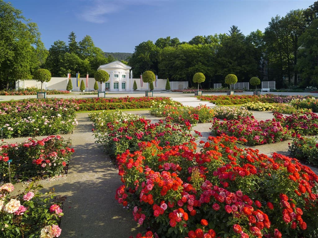 Ruže, Baden bei Wien