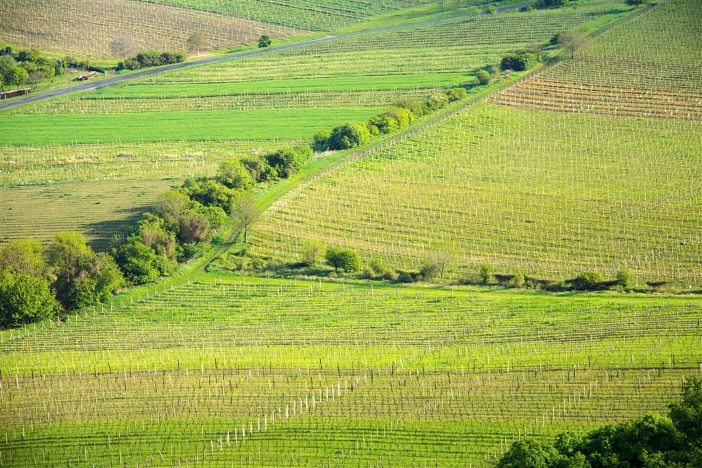 Valtice a Mikulov, poznávací zájazd