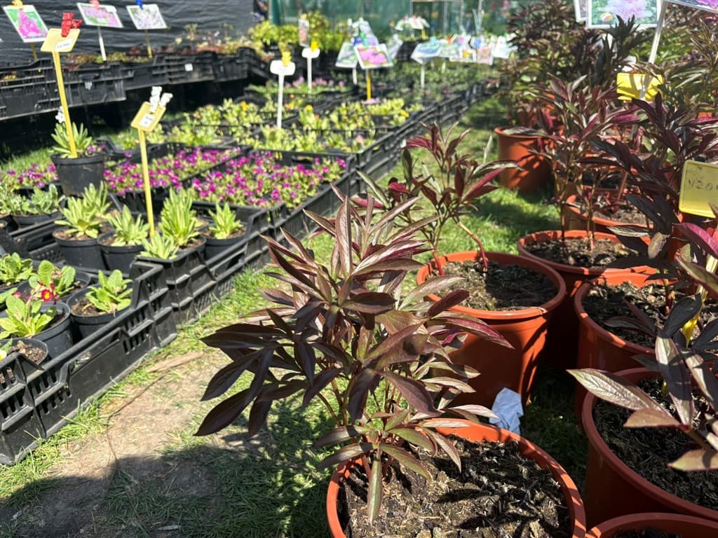 Flora Olomouc