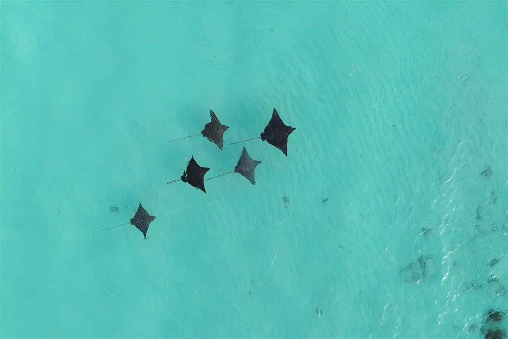 Eagle ray