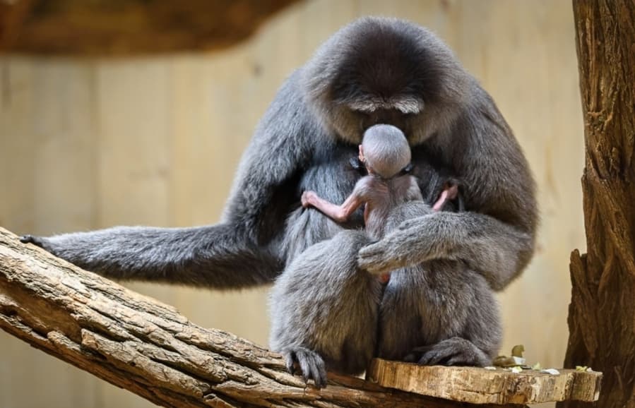 Zájazd do zlínskej ZOO a na zámok Lešná