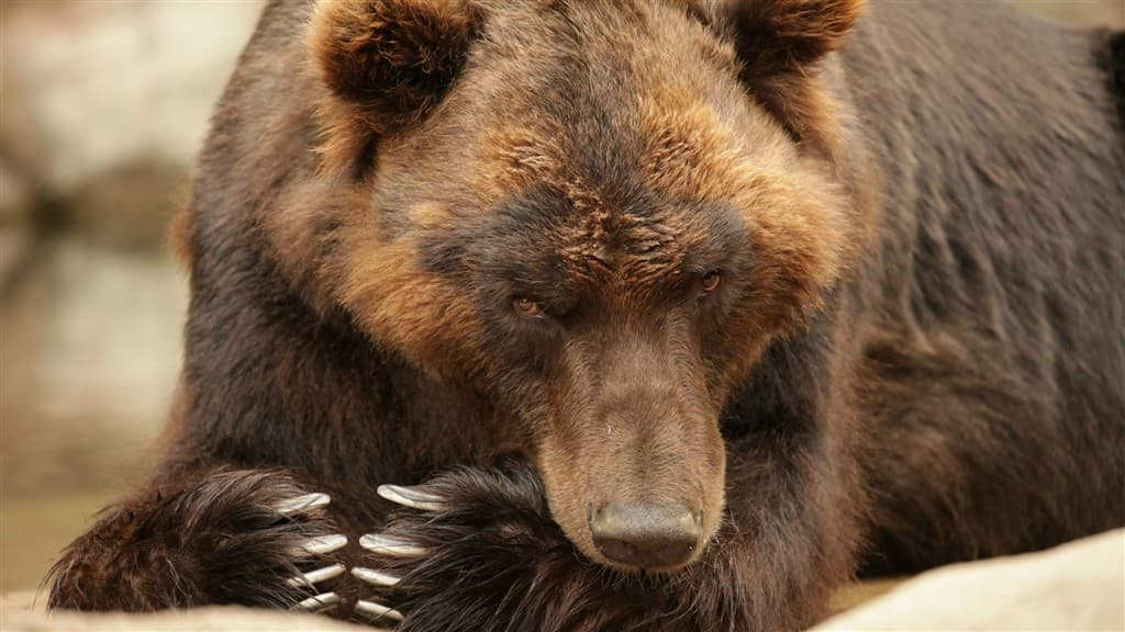 Zájazd do Brna s návštevou ZOO