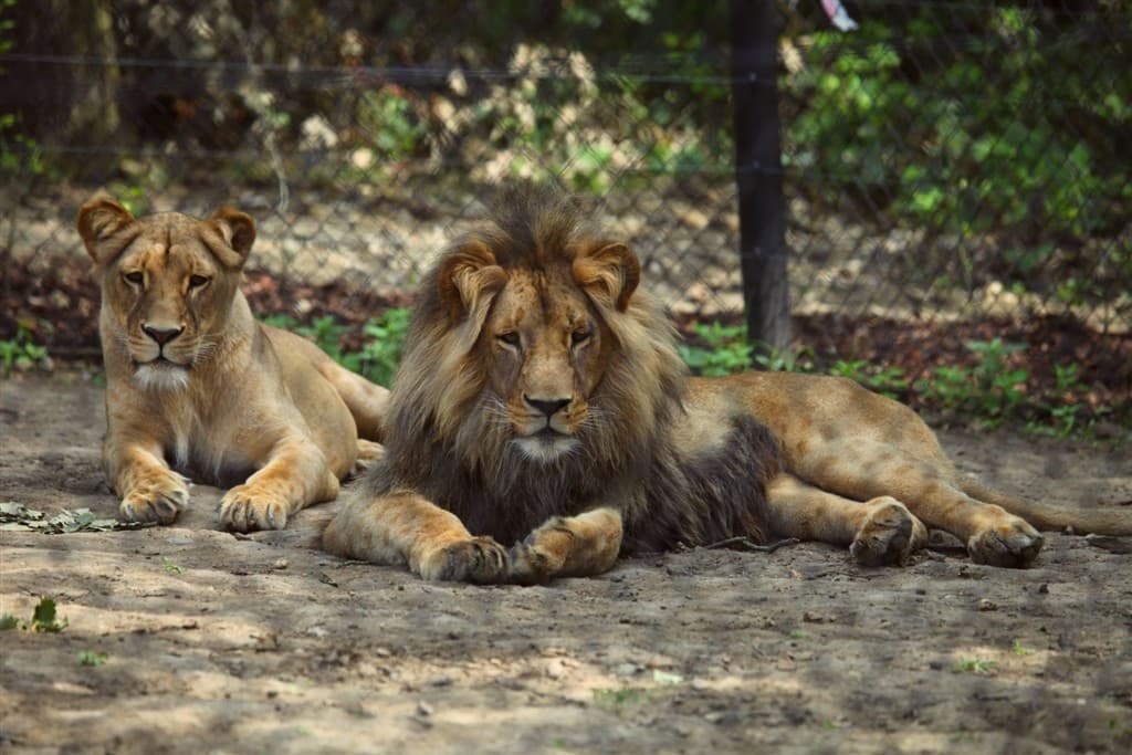 Zájazd do Brna s návštevou ZOO