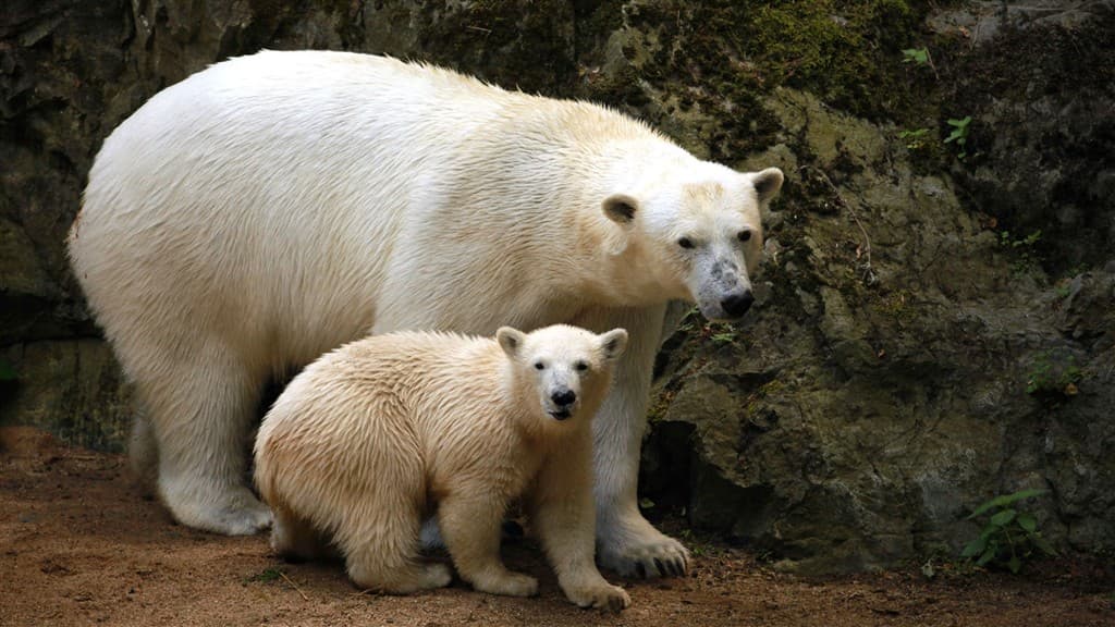 Zájazd do Brna s návštevou ZOO
