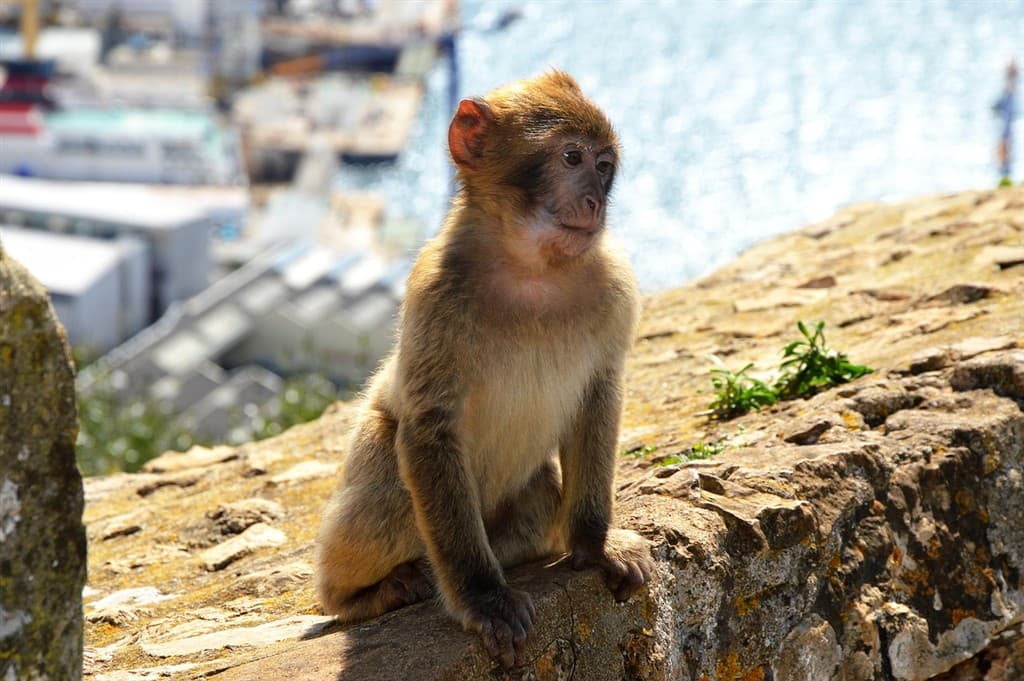 Malaga a Gibraltar – kontrasty Stredomoria letecky