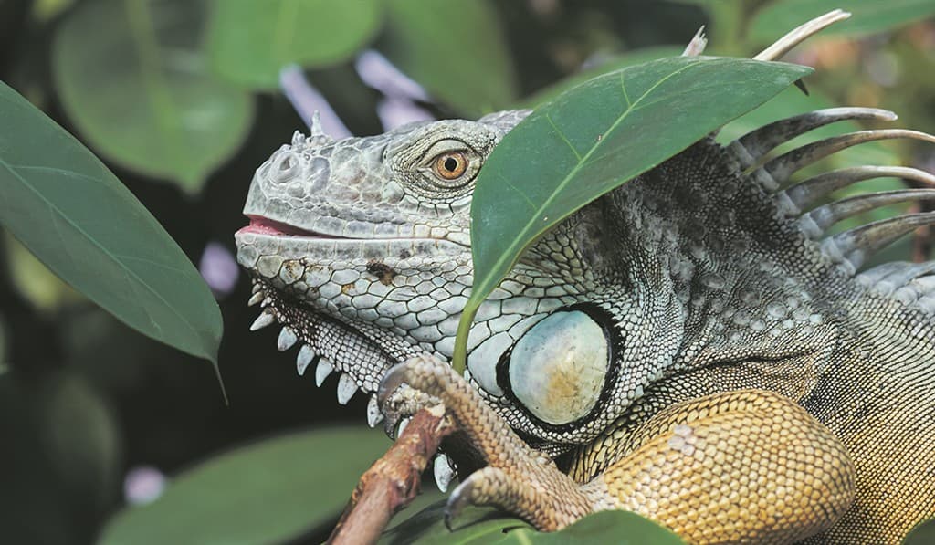 Zájazd do Budapešti s návštevou Tropicaria Oceanaria