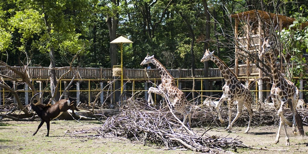 Zájazd do ZOO v Nyiregyháza
