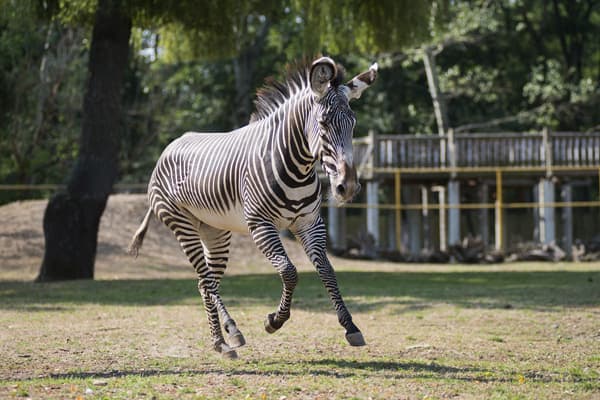 Zájazd do ZOO v Nyiregyháza