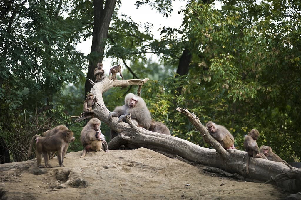 Zájazd do ZOO v Nyiregyháza