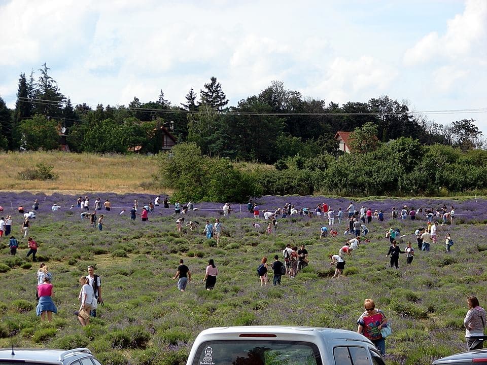 Kúpanie na Balatone, levanduľa a víno