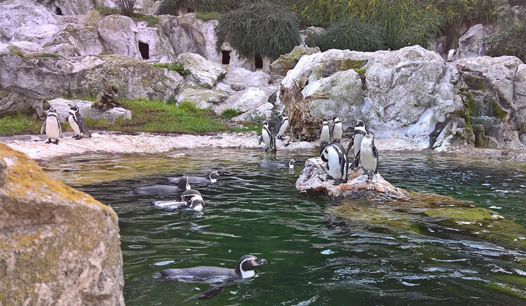 Jeden deň v Schonbrunne s návštevou ZOO