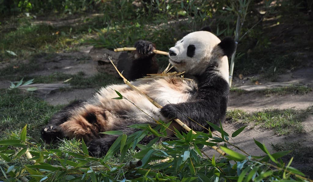 Jeden deň v Schonbrunne s návštevou ZOO