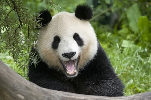 Jeden deň v Schonbrunne s návštevou ZOO