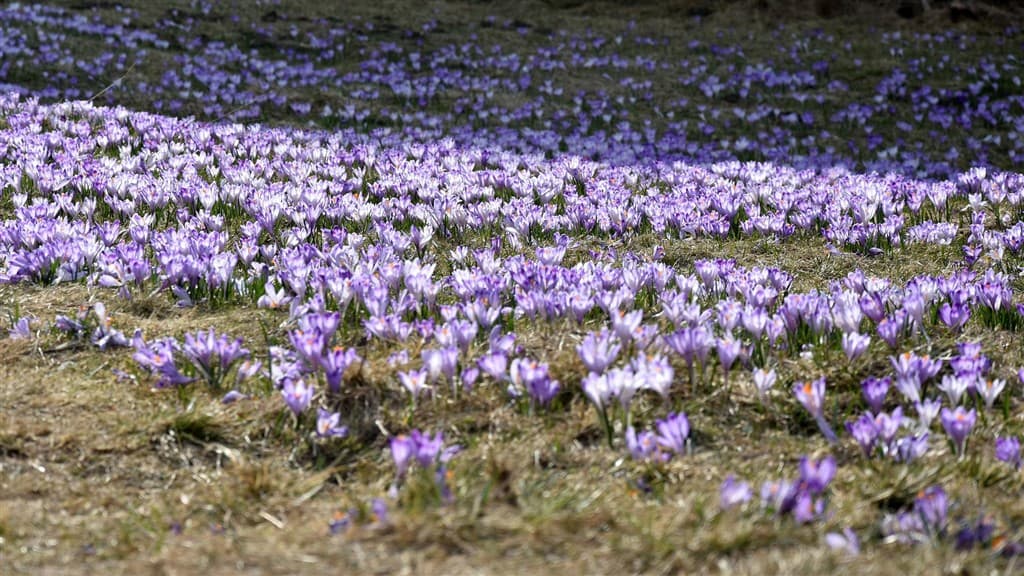 Kvitnúce krokusy v Chocholovskej doline a relax v termáloch