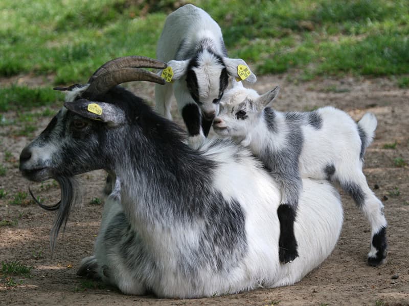Deň na zámku Herberstein s návštevou ZOO