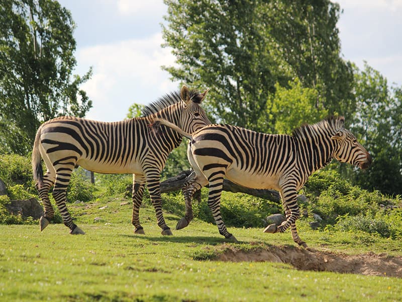 Deň na zámku Herberstein s návštevou ZOO
