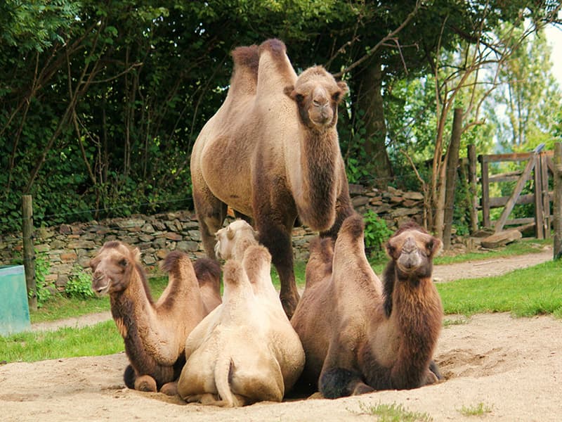 Deň na zámku Herberstein s návštevou ZOO