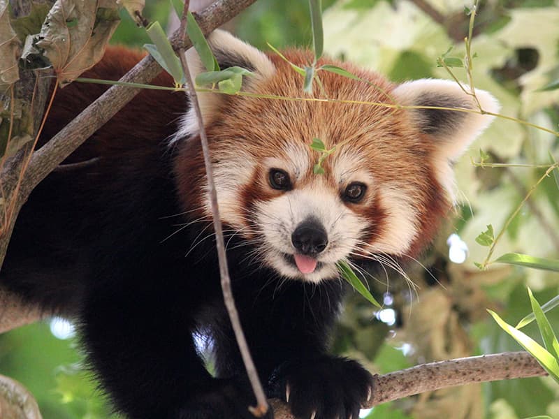 Deň na zámku Herberstein s návštevou ZOO