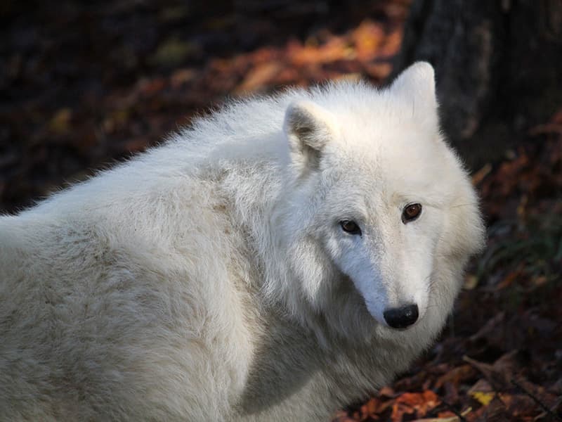 Deň na zámku Herberstein s návštevou ZOO
