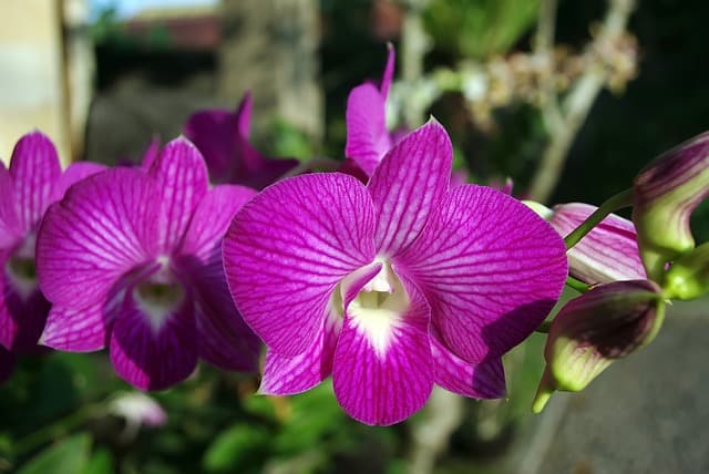 Výstava orchideí Klosterneuburg a kláštor augustiánov