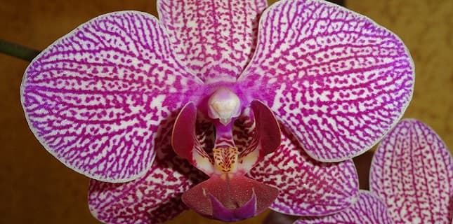 Výstava orchideí Klosterneuburg a kláštor augustiánov