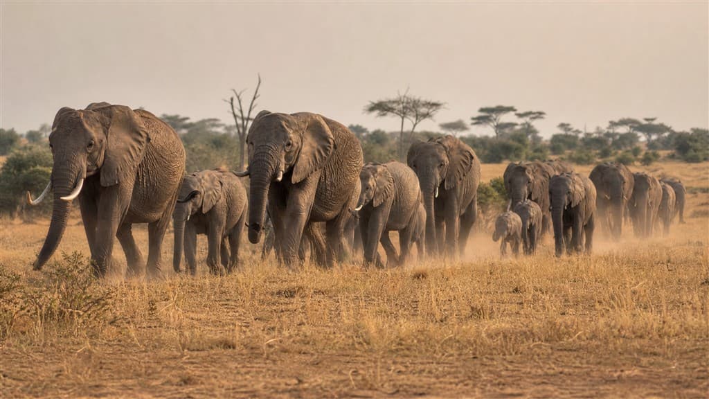 Africké dobrodružstvo v Keni
