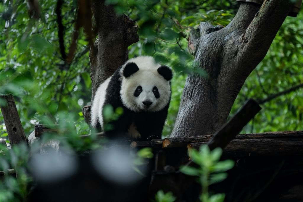 Pod maskou roztomilého chlpáča sa stále skrýva silná a nebezpečná šelma - Panda veľká.