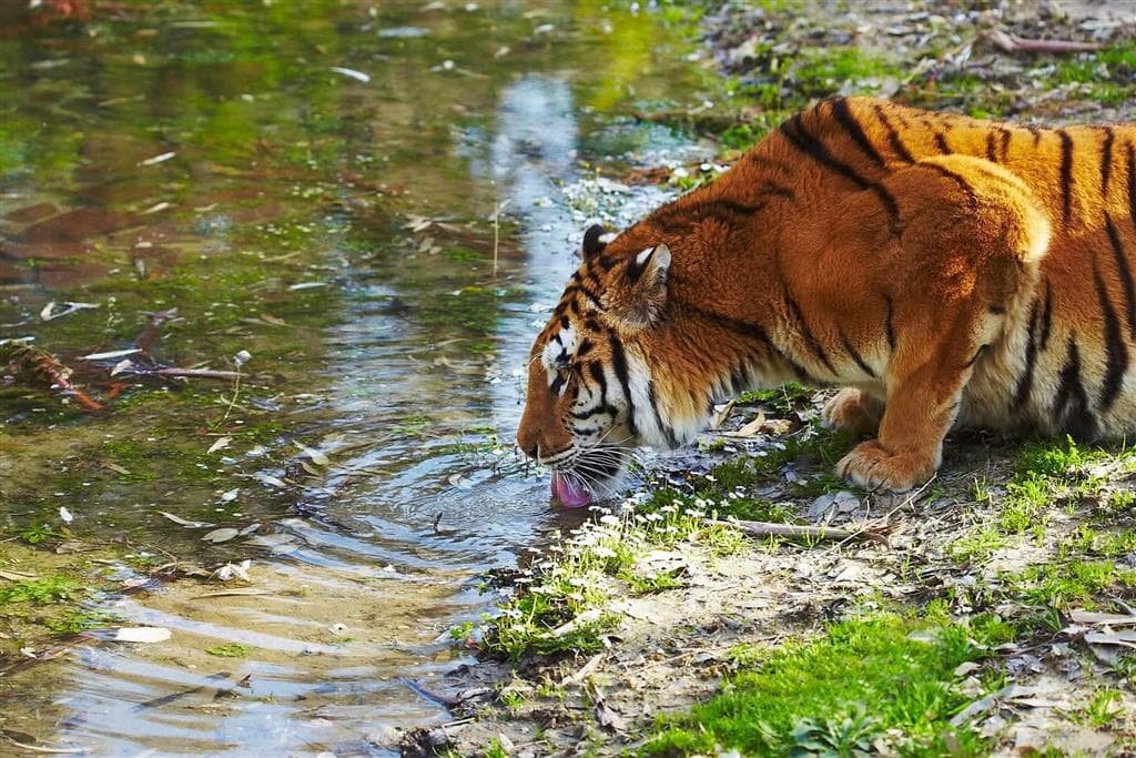 Oblasť Sundarbans pri Kolkate je domovom tigra bengálskeho