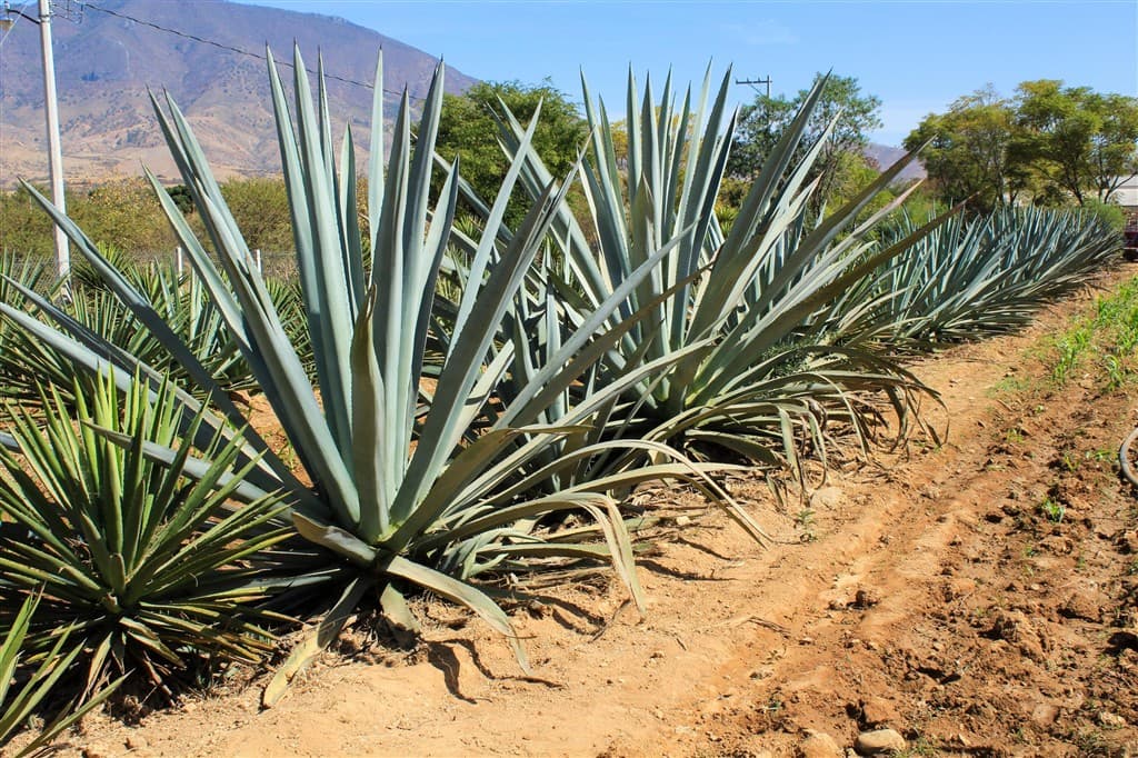 Agáve, základná surovina na výrobu obľúbeného mezcalu