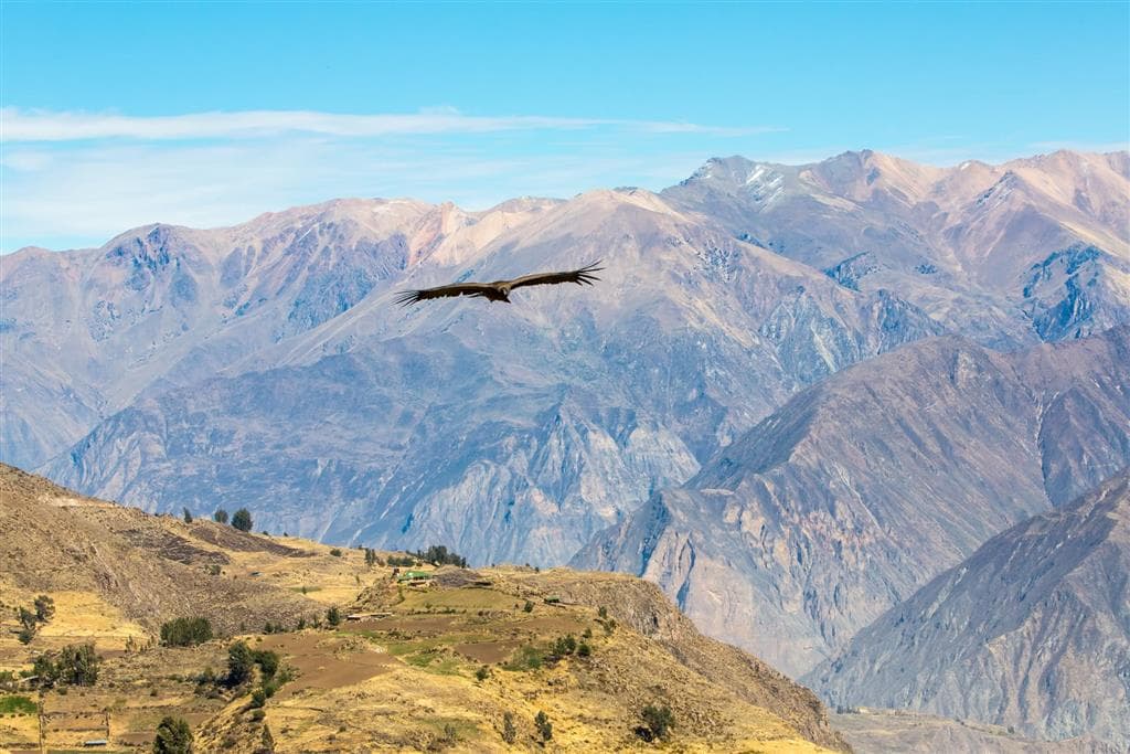 Kondor letiaci nad hlbokým kaňonom Colca v peruánskych Andách
