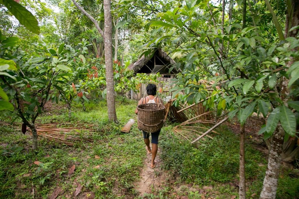 Cesta za plodmi vedie cez bujnú vegetáciu peruánskej džungle – miestni obyvatelia tu žijú v harmónii s prírodou tak, ako po generácie pred nimi